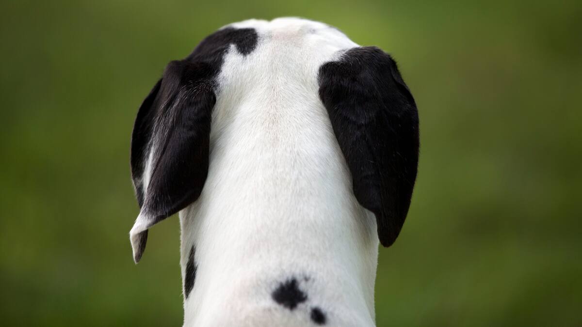 Judicializada pareja que habría causado la muerte de un perro en Bogotá