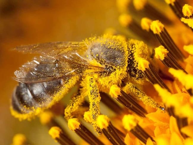 Construyen robots para ayudarles a las abejas en proceso de polinización