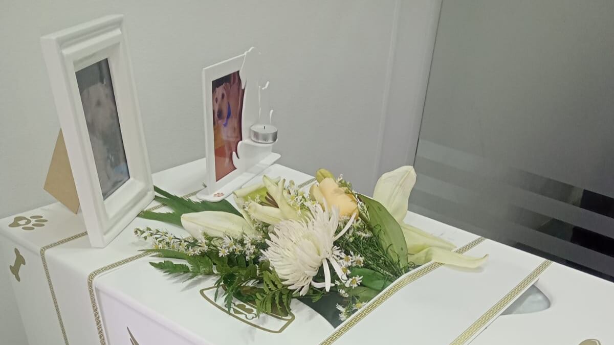 Mascota hallada en Bogotá. Foto: Cortesía de la Alcaldía de Barrios Unidos.