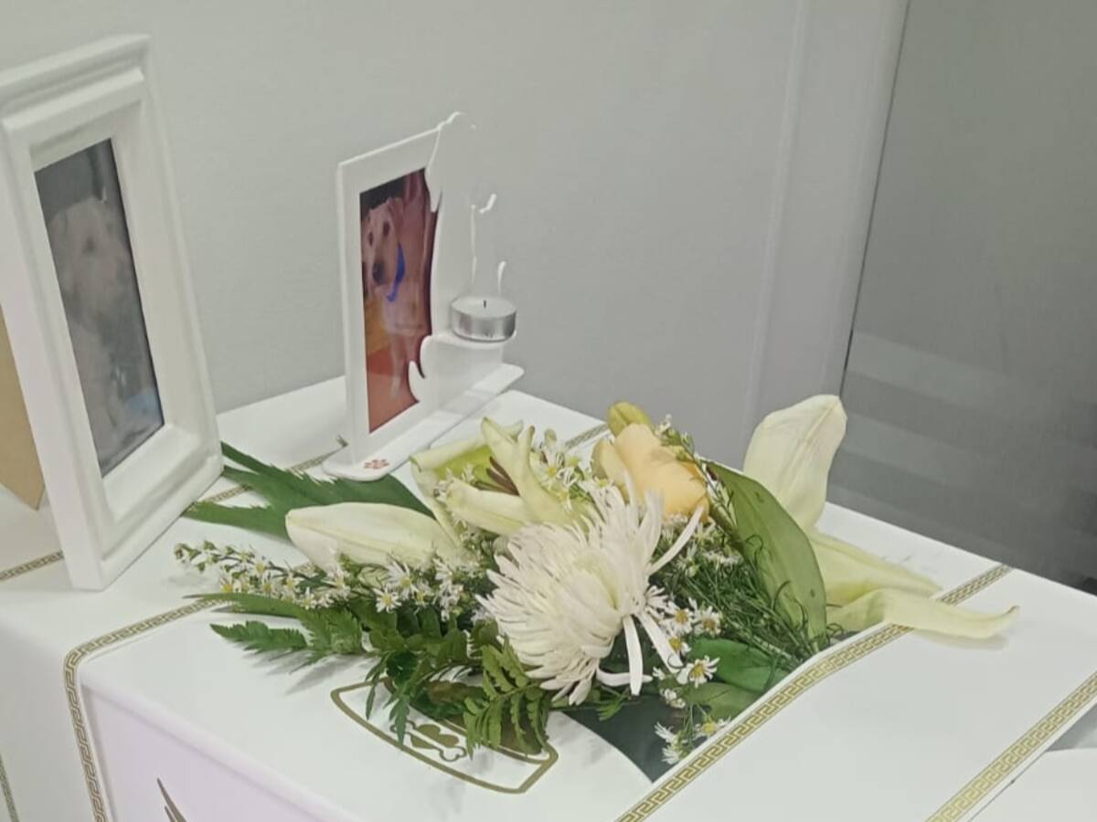 Apareció en la calle cadáver de mascota que debía ser cremada en funeraria en Bogotá