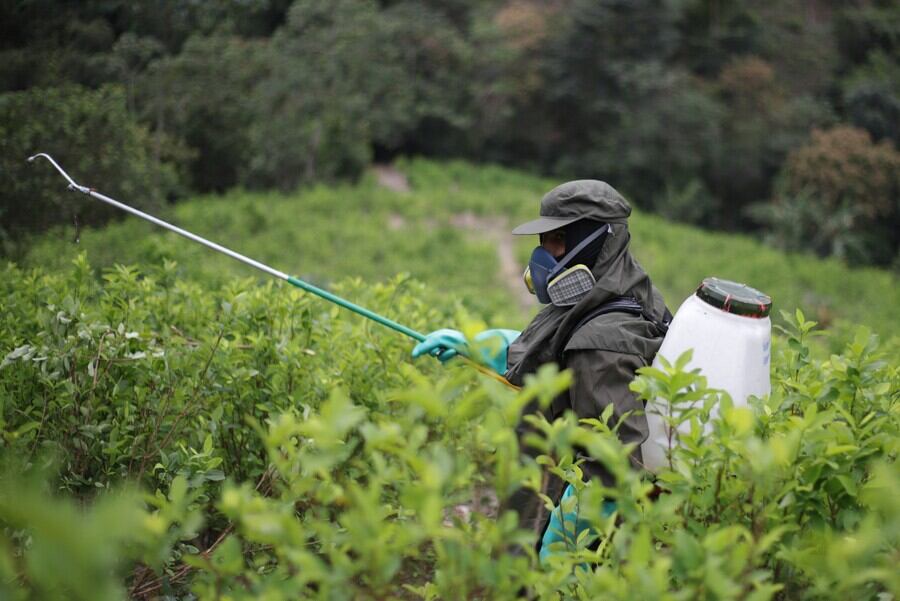 Imagen de referencia de cultivos de coca. Foto: Colprensa.