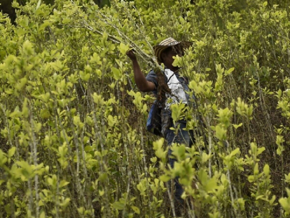 Policía suspendió la erradicación de cultivos ilícitos por aspersión aérea