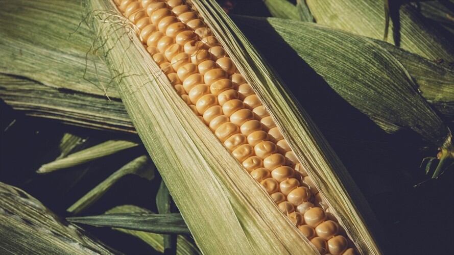 MinAgricultura anunció suspensión de aranceles de maíz, sorgo y soya. Foto: Pixabay