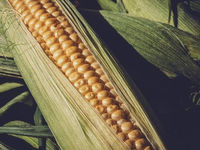 MinAgricultura anunció suspensión de aranceles de maíz, sorgo y soya. Foto: Pixabay
