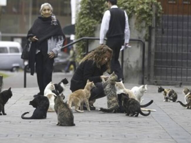 ¿De qué manera podemos contribuir a que los problemas entre vecinos por molestias que causan los animales domésticos se solucionen?