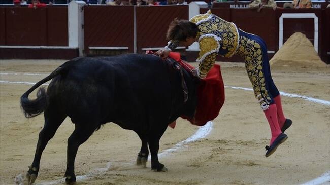 Ratifican que corridas de toros no incurren en delito de maltrato animal. Foto: Colprensa