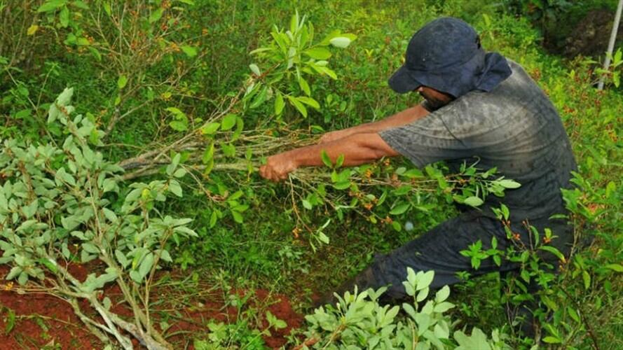 Gobierno traza hoja de ruta para cumplir a familias que sustituyen cultivos ilícitos. Foto: Colprensa