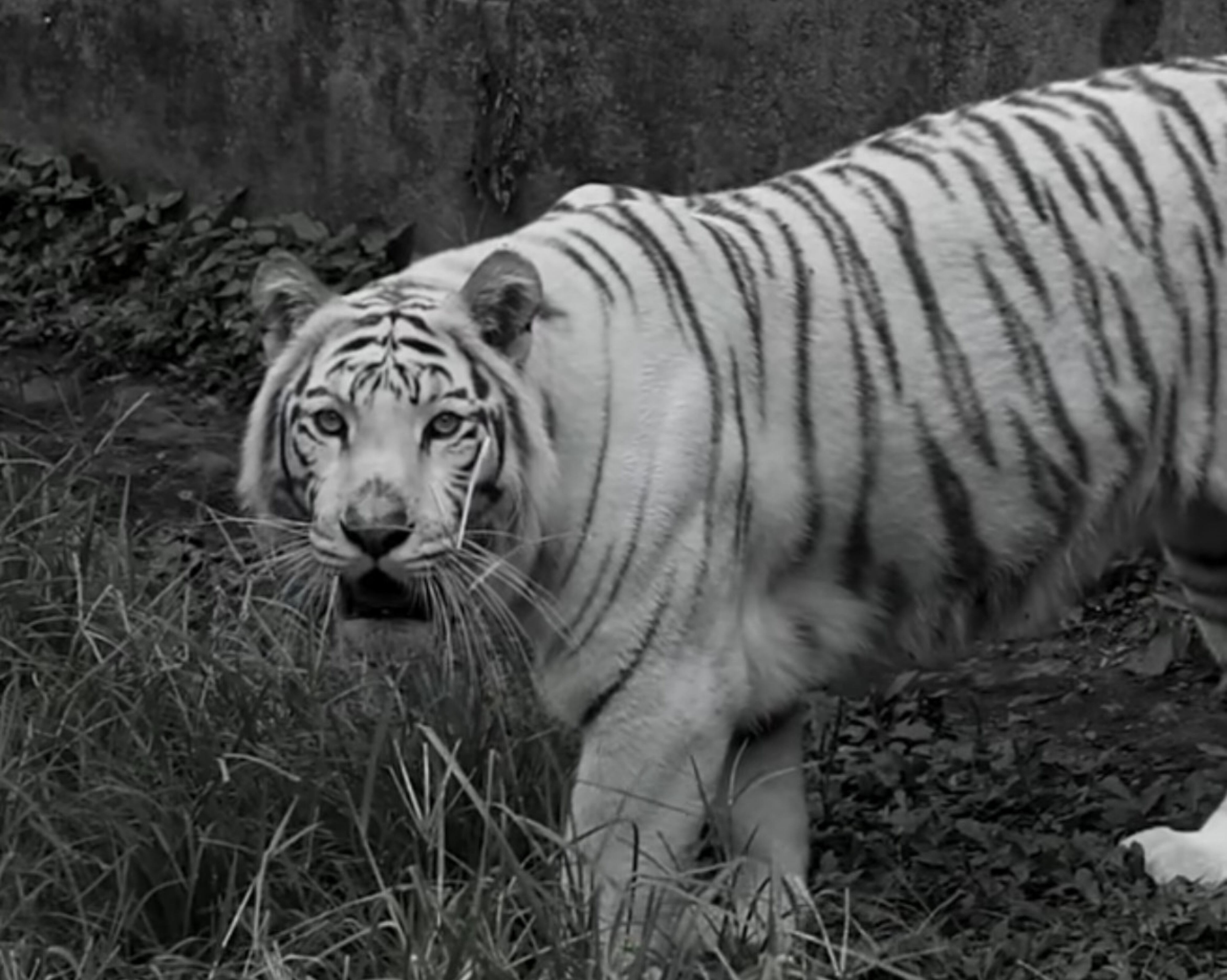 Foto: Zoológico de Cali