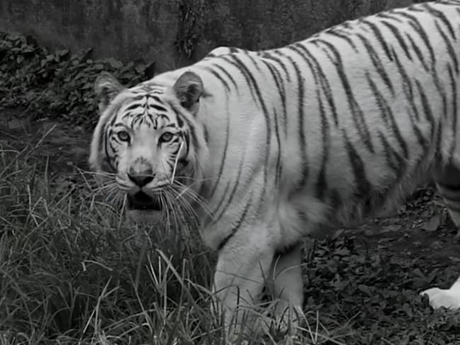 Foto: Zoológico de Cali