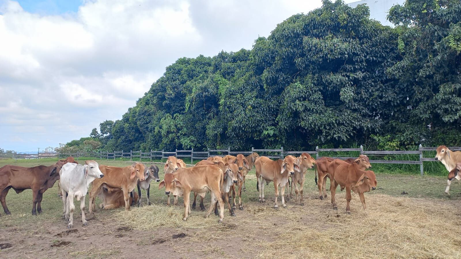 Ganado- Vanessa Porras