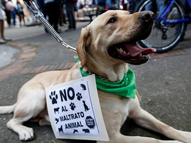 Fiscales del grupo Gelma llevaron ante jueces de control de garantías a tres hombres investigados por atacar perros. Foto: Colprensa / MAURICIO ALVARADO