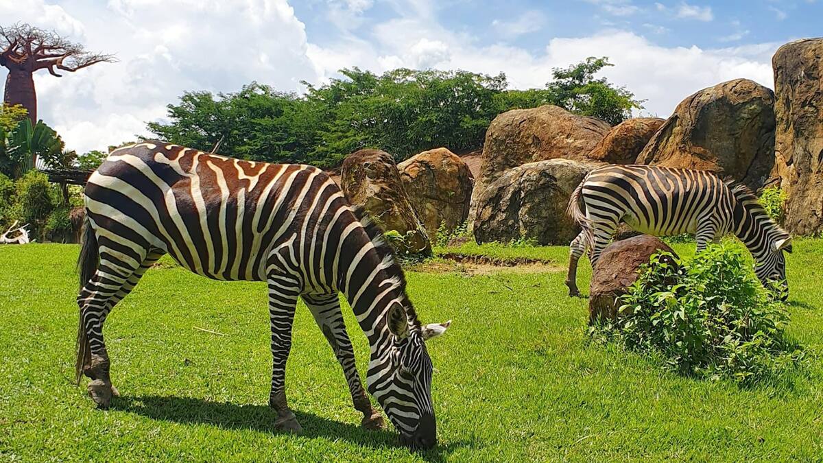 Buscan transformar al Bioparque Ukumari en un parque interactivo: ¿de qué trata?