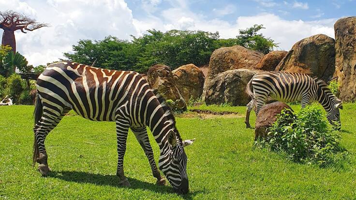 Buscan transformar al Bioparque Ukumari en un parque interactivo: ¿de qué trata?