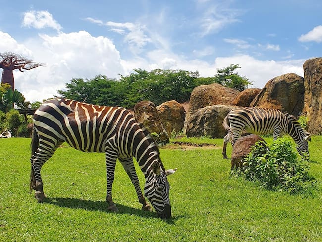 Buscan transformar al Bioparque Ukumari en un parque interactivo: ¿de qué trata?