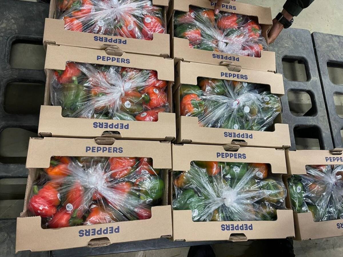 Primera exportación de pimentones a Estados Unidos desde el puerto de Santa Marta
