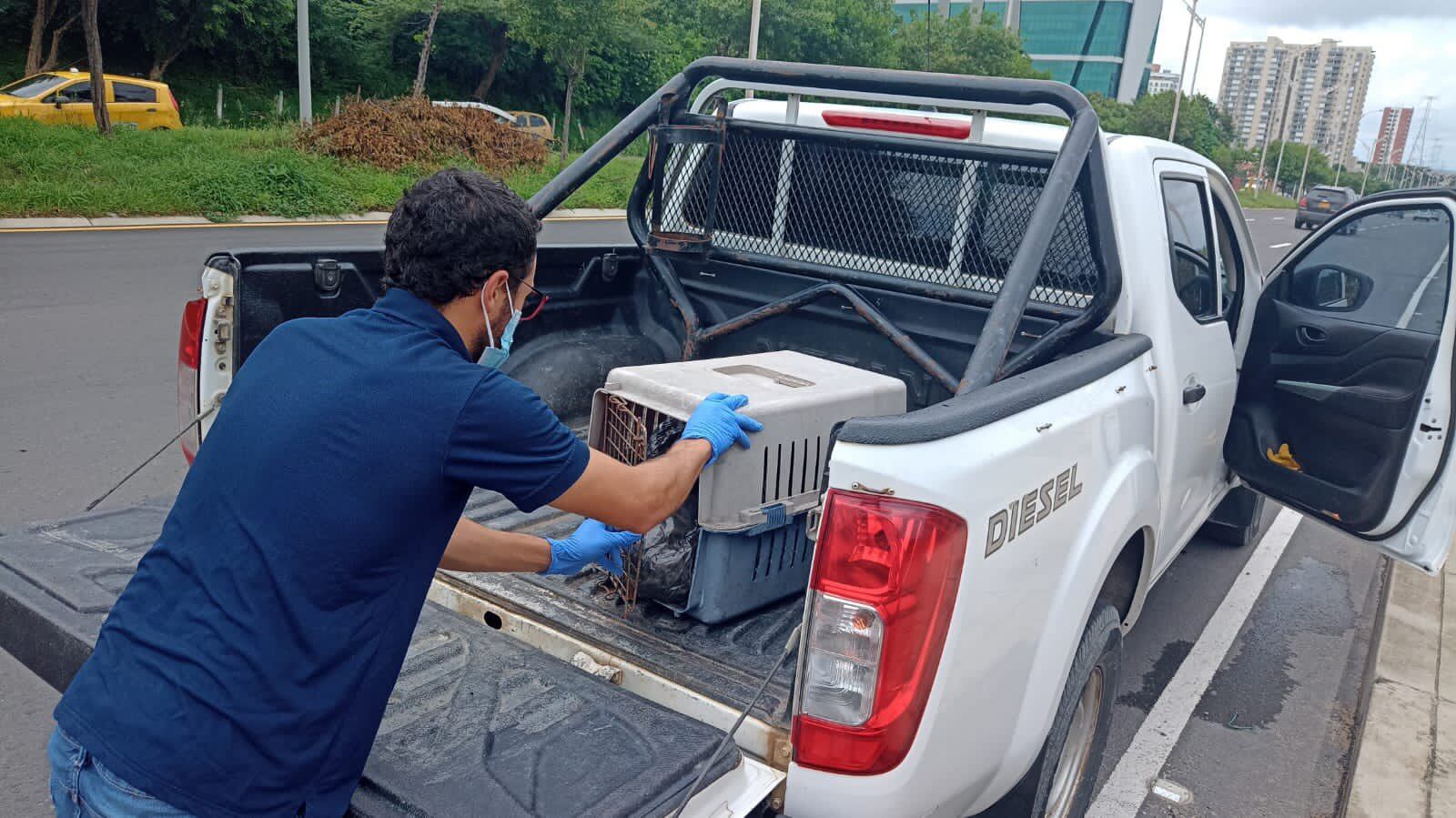 La autoridad ambiental del distrito confirmó el deceso del animal. Foto: Twitter @Bquillaverde