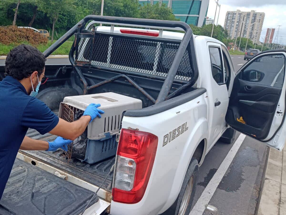 Expansión urbana estaría desplazando fauna silvestre en Barranquilla