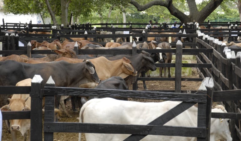 Ganaderos de Norte de Santander proponen creación de brigadas solidarias