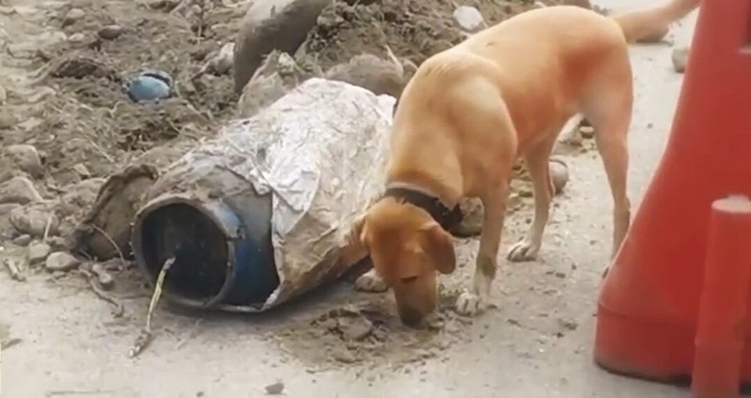 El apoyo canino fue fundamental para detectar la carga. Crédito: Ejército Nacional.