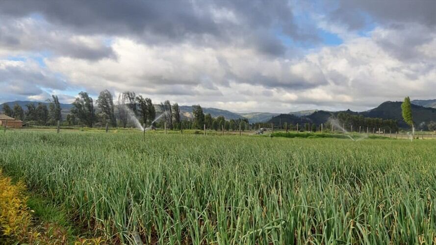Dicen que la inversión en insumos y fumigación son elevados.. Foto: W