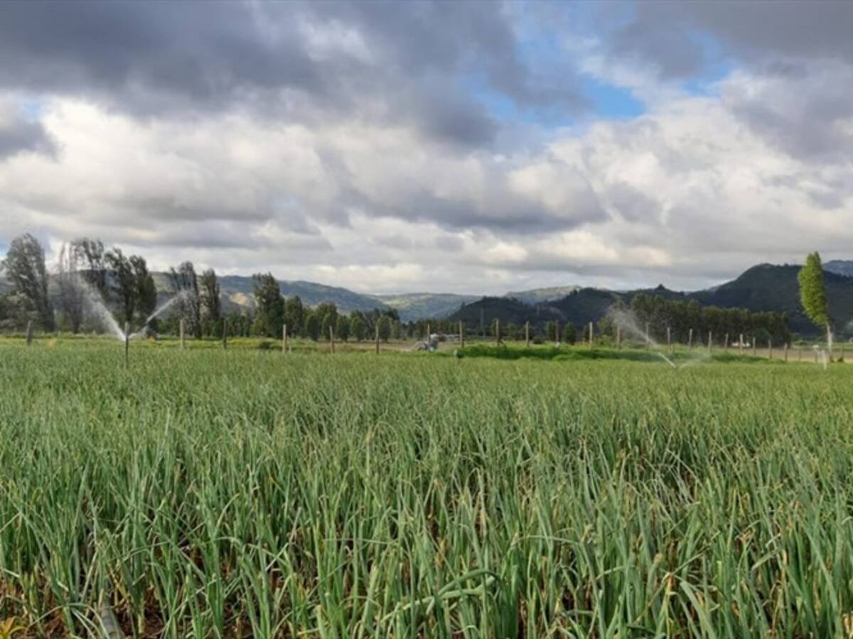 En crisis productores de cebolla cabezona en Boyacá