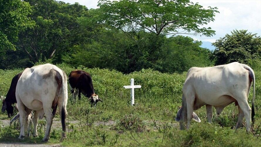 El contrabando agropecuario cerró el año como uno de los delitos con más y millonarias incautaciones. Foto: Colprensa