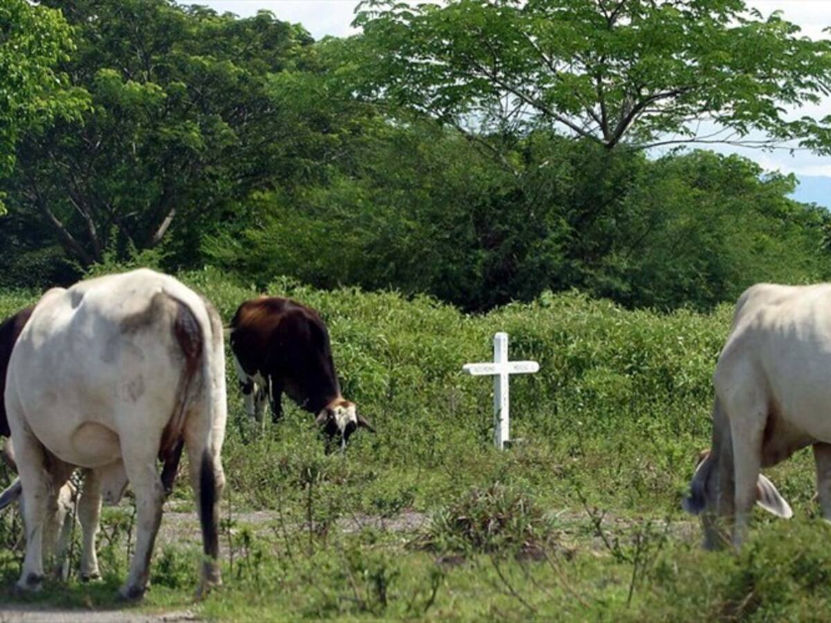 El contrabando agropecuario cerró el año como uno de los delitos con más incautaciones