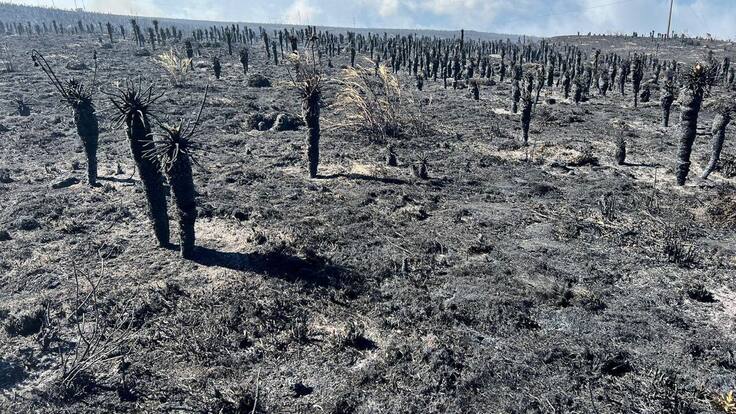 Panorama esperanzador: Frailejones podrían salvarse en el Páramo de Berlín