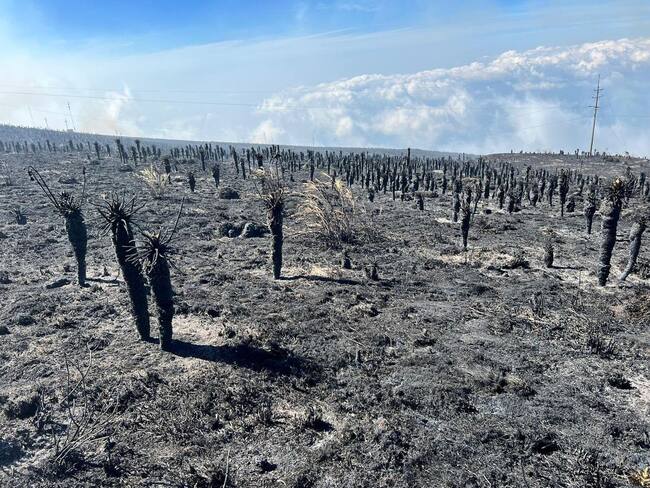 Panorama esperanzador: Frailejones podrían salvarse en el Páramo de Berlín