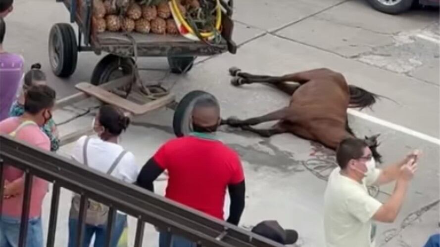 Video de hombres intentando reanimar a un caballo con cerveza y golpes genera indignación. Foto: Instagram Diva Jessurum @divajessurum