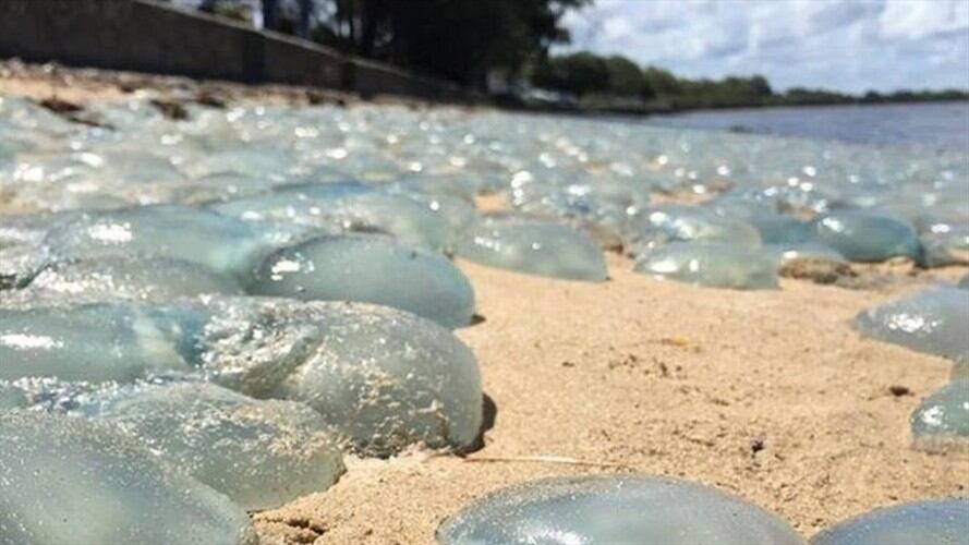La sorpresiva aparición de miles de medusas azules en una playa de Australia. Foto: BBC Mundo