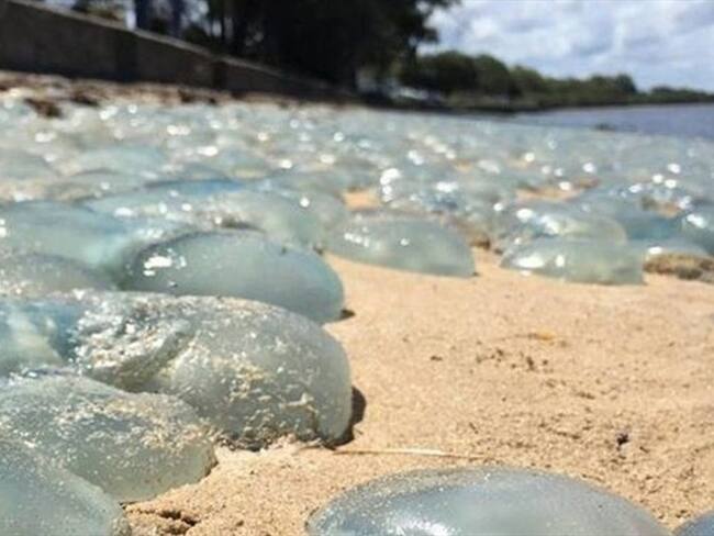 La sorpresiva aparición de miles de medusas azules en una playa de Australia. Foto: BBC Mundo