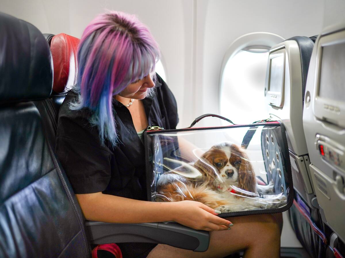 ¿Cuánto cuesta viajar en avión con su mascota y qué requisitos necesita?