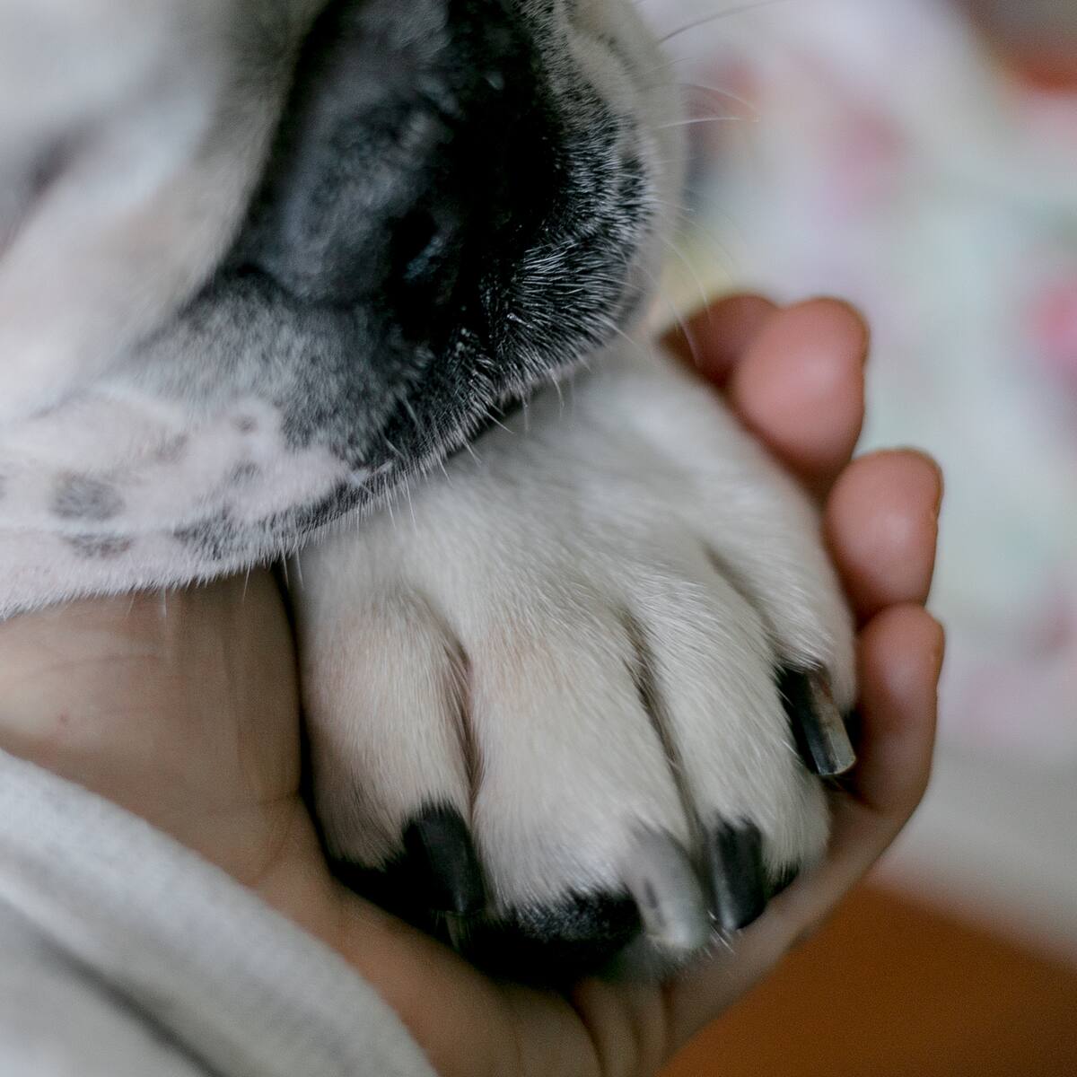 ¿Cuáles beneficios le puede traer un animal de compañía? Esto dice experta