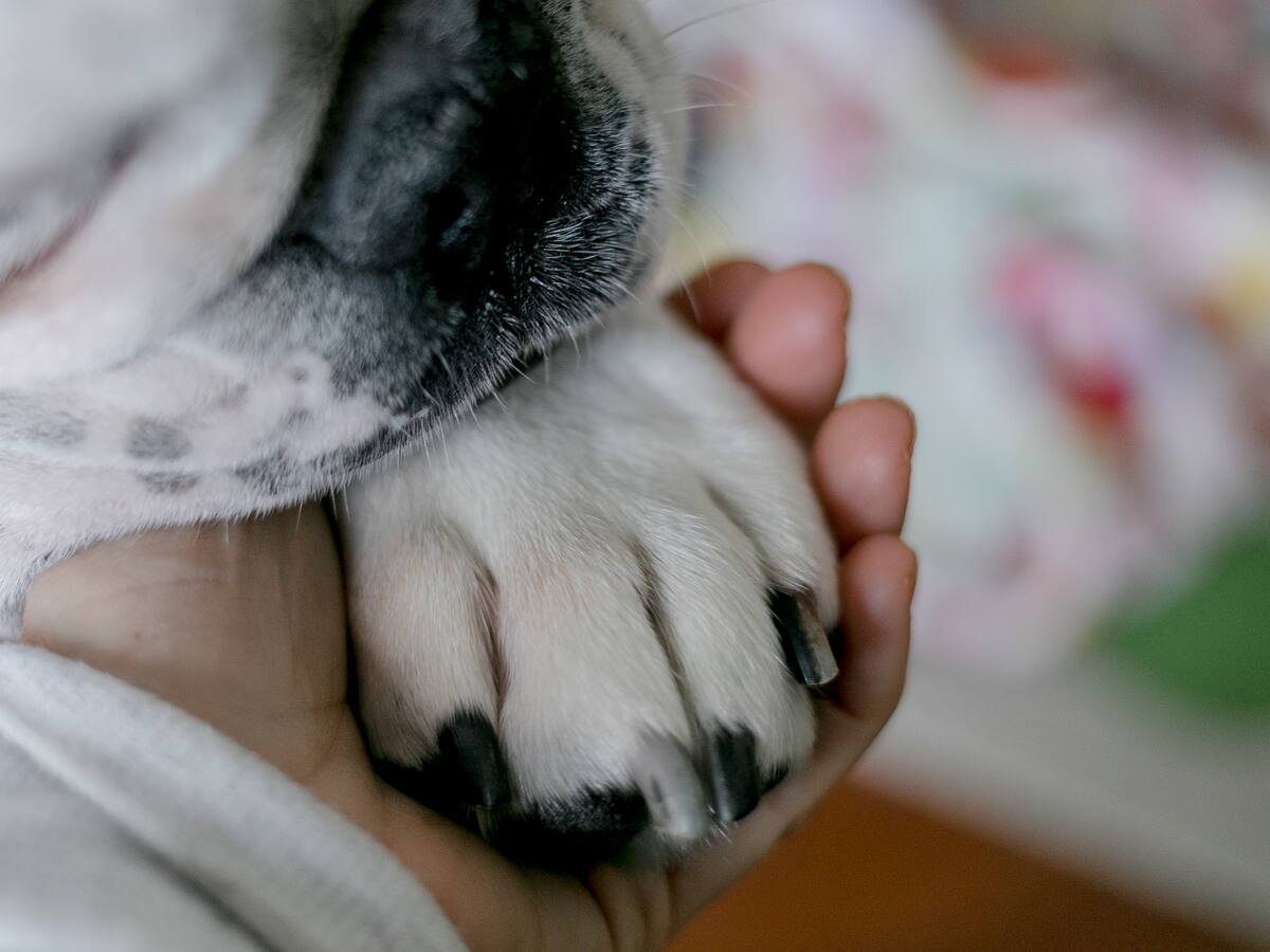 Mascotas no podrían ser embargadas, según proyecto de ley