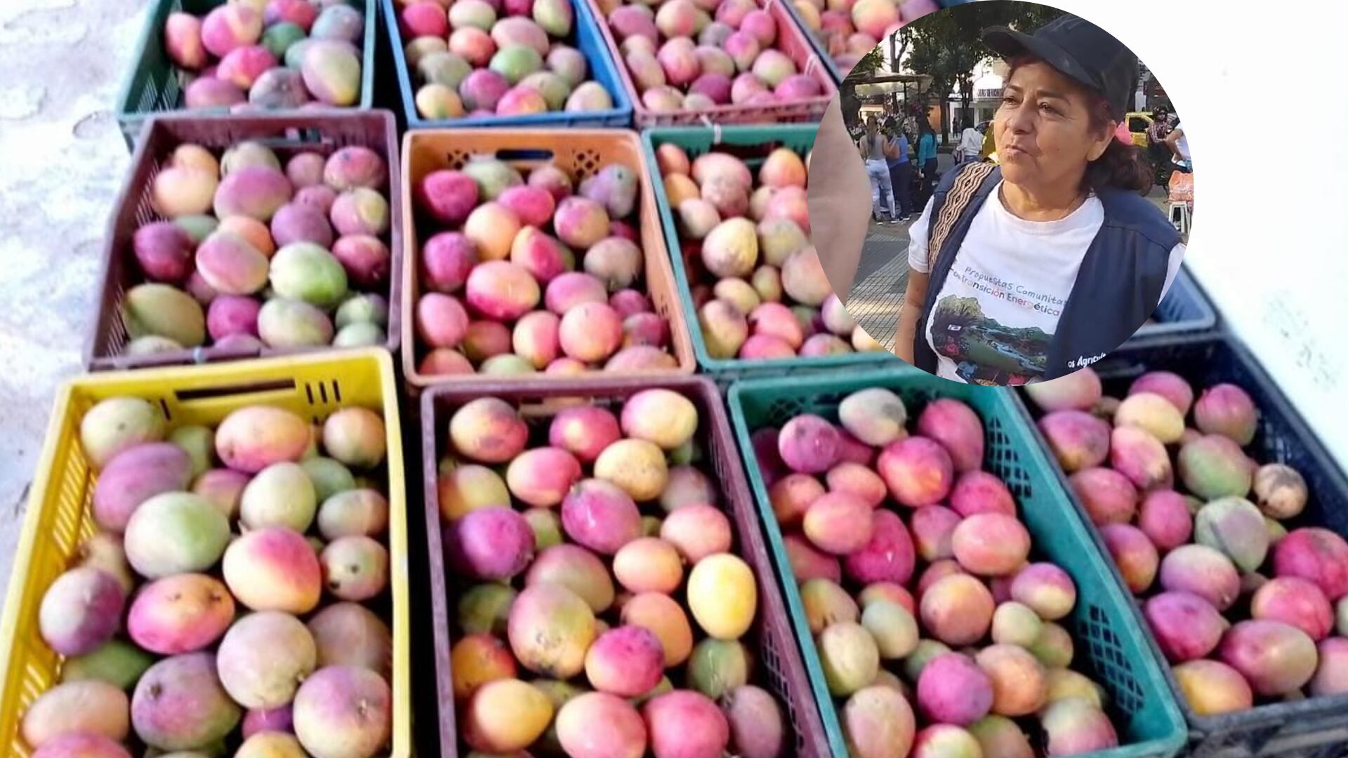 Campesinos fueron víctimas de hurto cuando realizaban ‘mangotón’ en Bucaramanga. Fotos: Suministrada