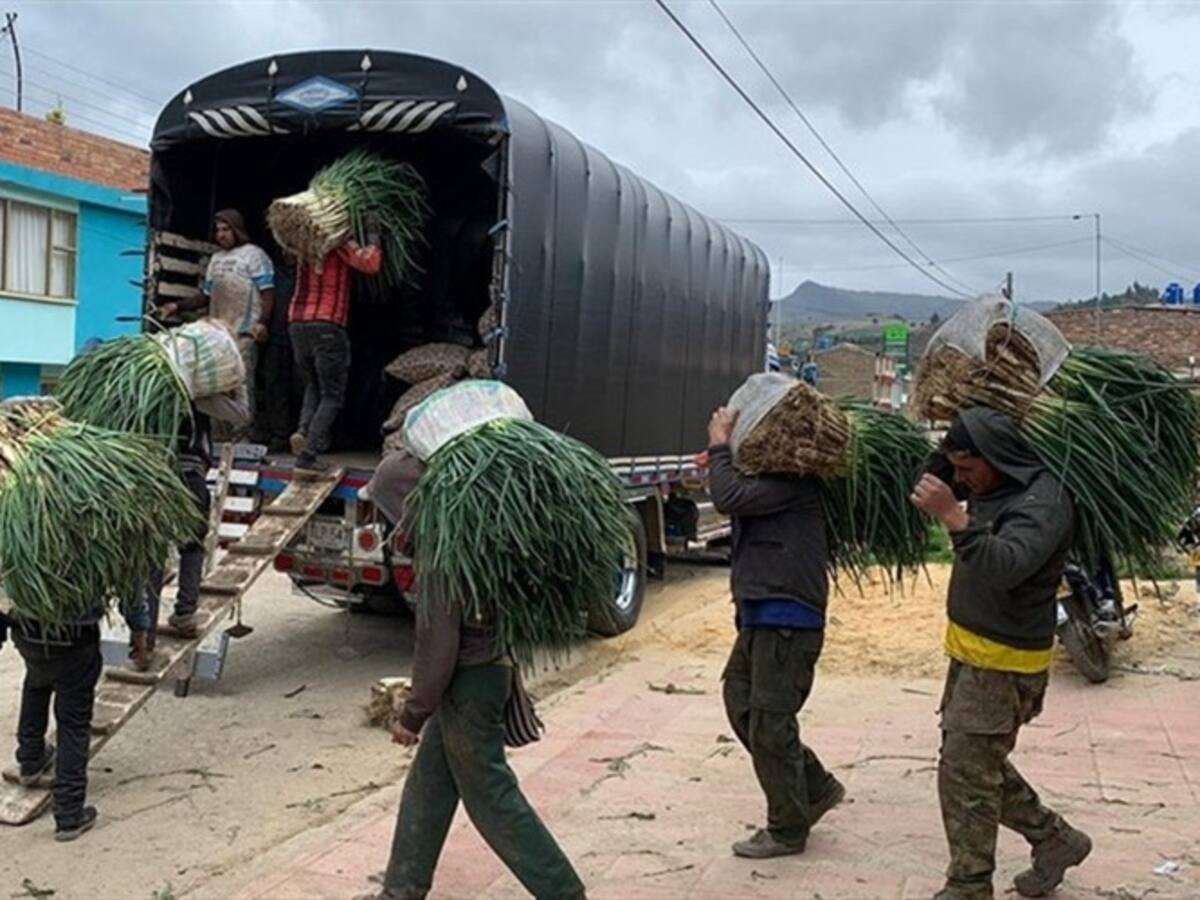 Sobreproducción de cebolla tiene en jaque a los agricultores en Aquitania, Boyacá