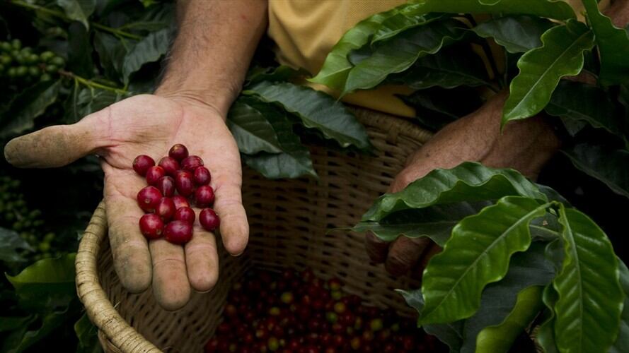 El precio de la libra de café en el mercado internacional llegó a estar por debajo de un dólar. Foto: Getty Images