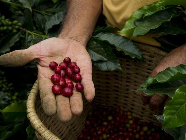 El precio de la libra de café en el mercado internacional llegó a estar por debajo de un dólar. Foto: Getty Images