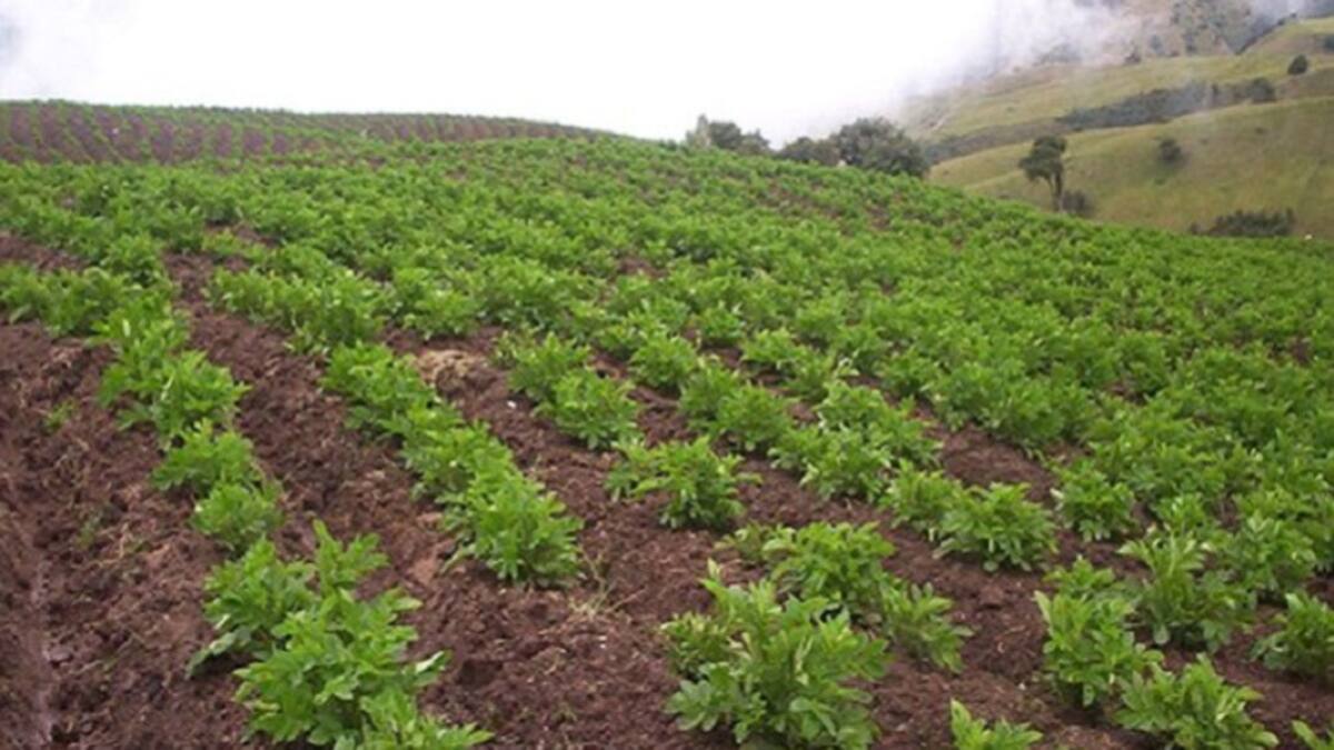 Piden a Corpoboyacá investigar productores de papa que estarían contaminando en Gachantivá