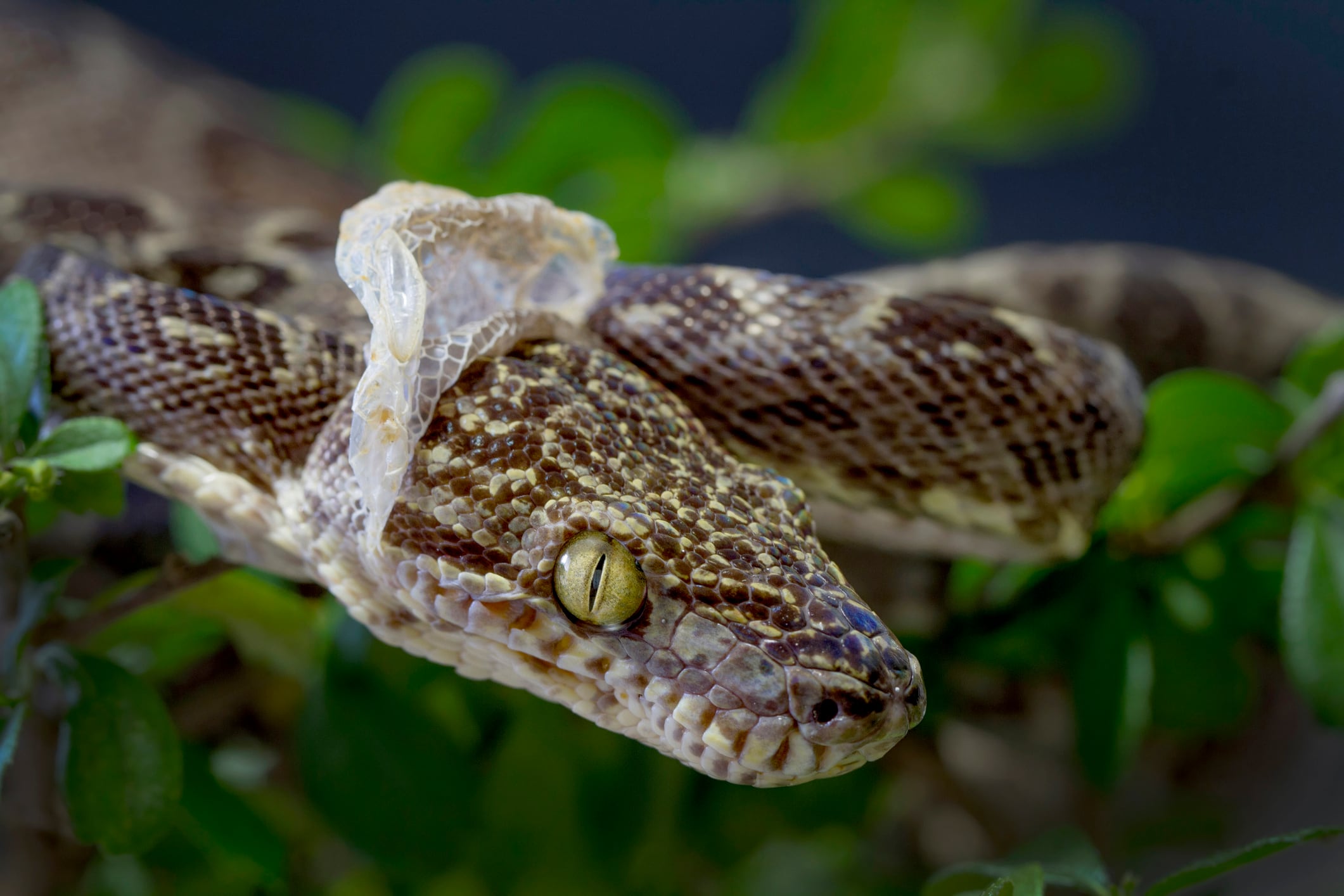 Serpiente mudando la piel. Foto: Getty Images.