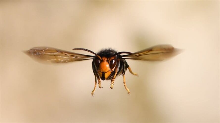 Picadura de avispa asiática ‘velutina’ mató a un hombre en España. Foto: Getty Images