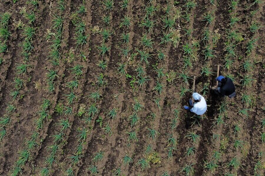 Imagen de referencia de campesinos. Foto: Colprensa.