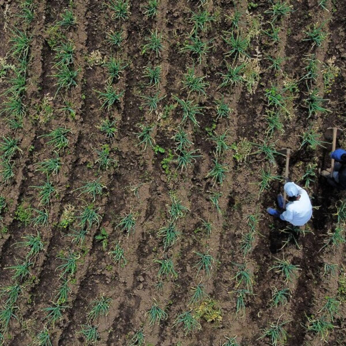 El Gobierno designó millonaria cifra para el seguro agropecuario en 2023