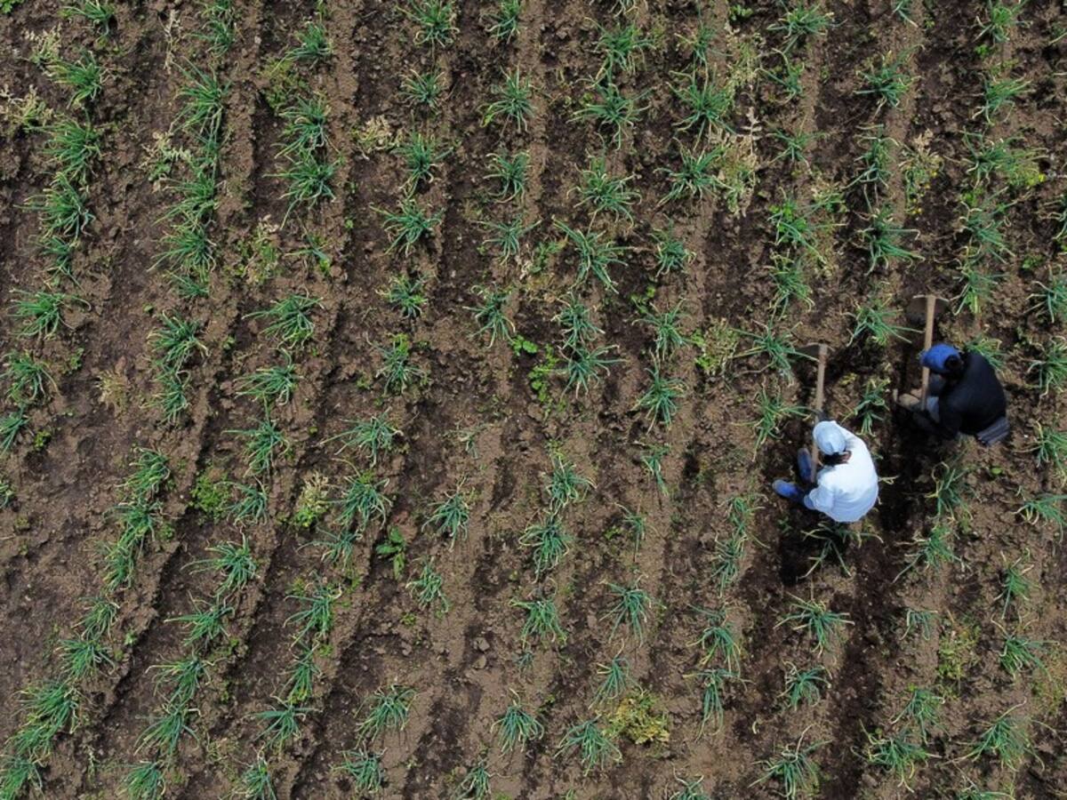 No solo es Argos: otras empresas vinculadas con despojo de tierras