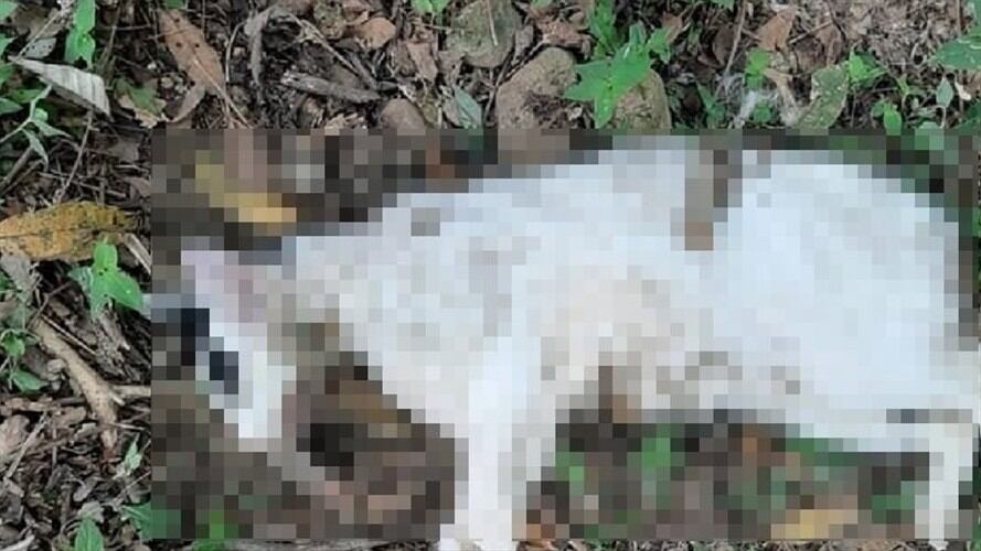 Gatos muertos. Foto:Suministrada.