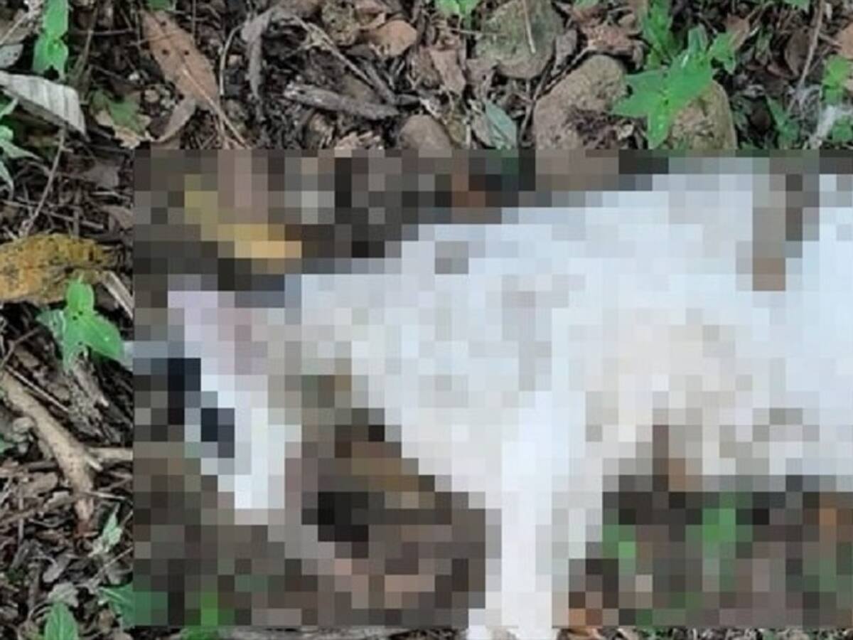 Gatos en Girón estarían siendo utilizados para rituales satánicos