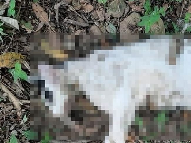 Gatos muertos. Foto:Suministrada.