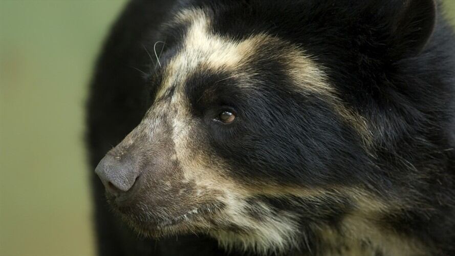 En la mañana de este viernes fue visto un oso de anteojos en los cerros orientales de Bogotá. Foto: Getty Images / FERNANDO PODOLSKI