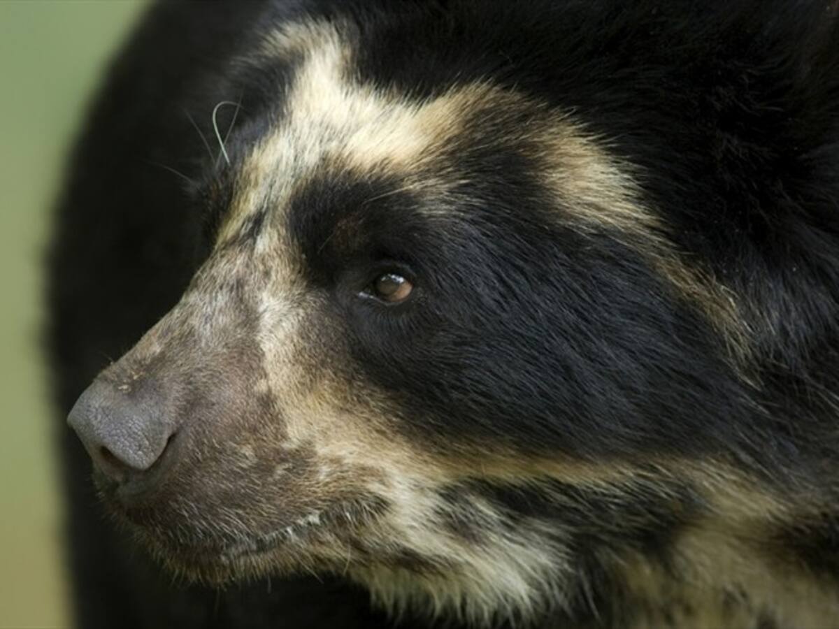 Oso de antojos fue visto en los cerros orientales de Bogotá